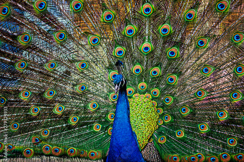 beautiful peacock photo