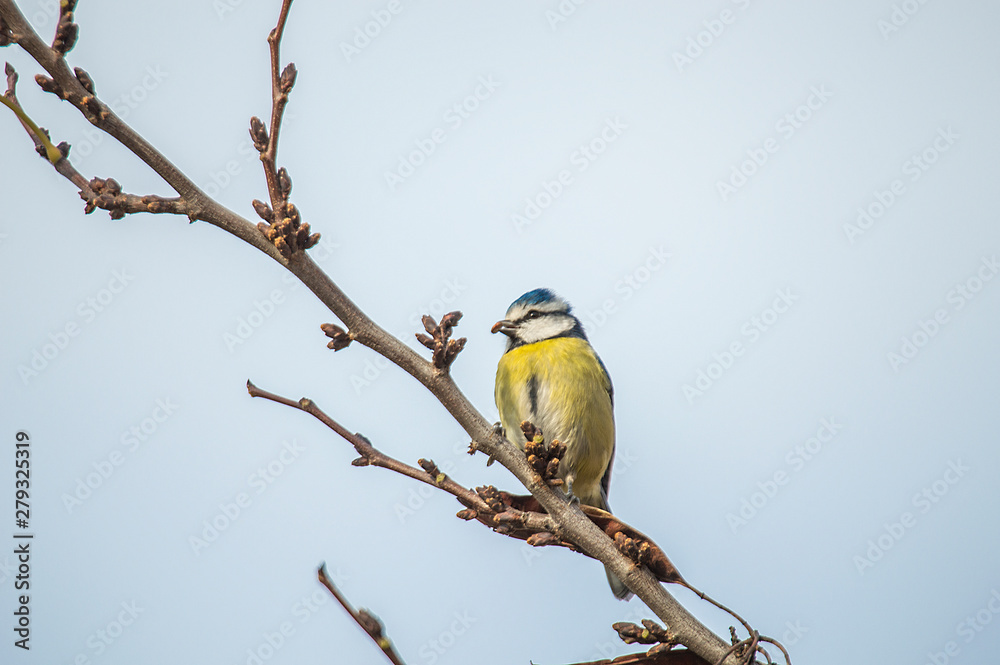 Fototapeta premium pajarito simpatico comiendo