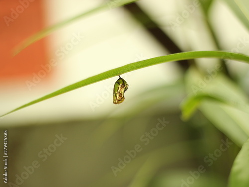 Pupa of butter fly-Pupa hanging under the leaf