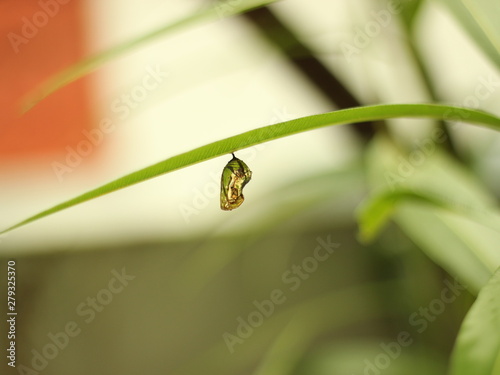 Pupa of butter fly-Pupa hanging under the leaf