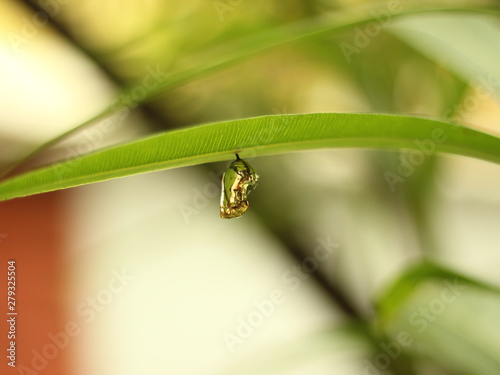 Pupa of butter fly-Pupa hanging under the leaf