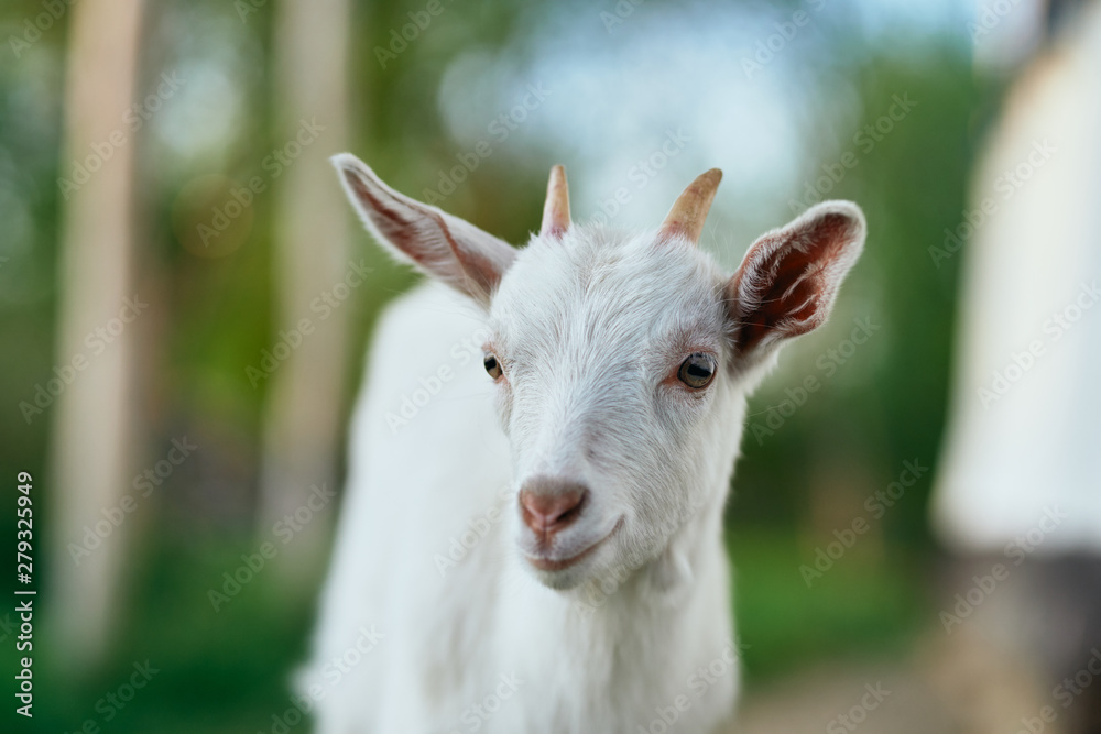 white goat on the meadow