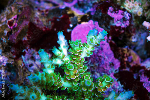 Acropora sp. short stony coral in reef aquarium tank