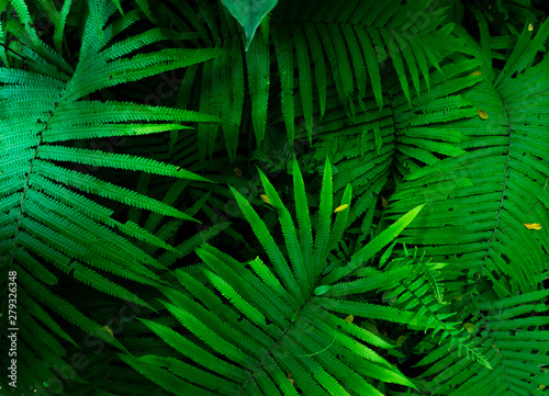 Fern leaves in the rainy season,top view