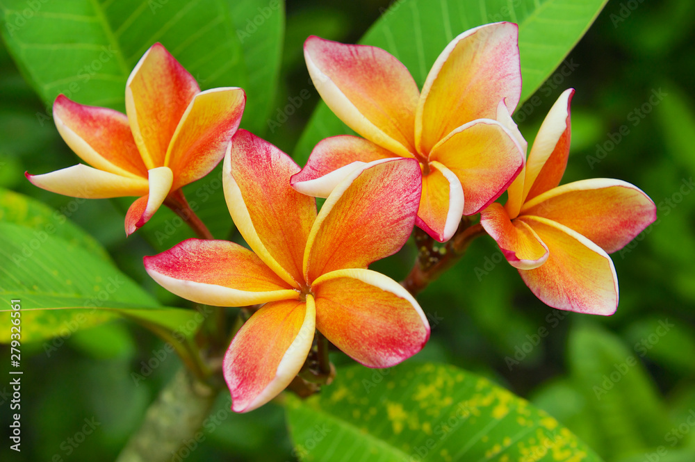 Frangipani pink and yellow flowers over the green leaves in natural environment in Nakhon Sri Thammarat, Thailand.