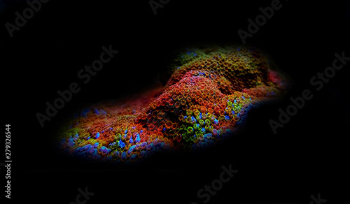 Rainbow montipora SPS coral isolated in black background