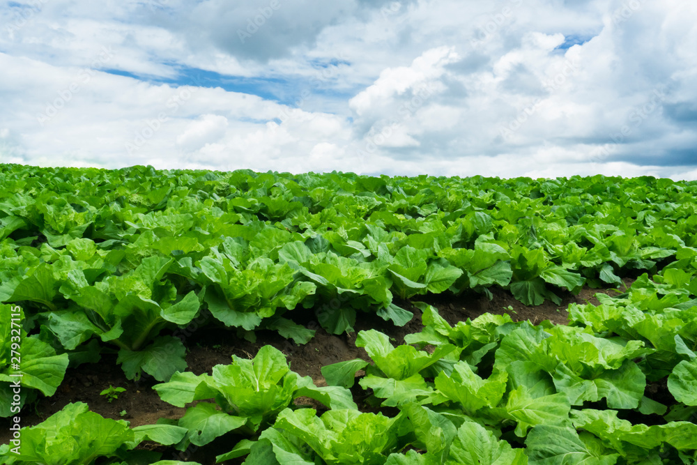 Chinese cabbage is grown in a fully grown vegetable plot,Cabbage,Chinese cabbage of plant on mountain,Thailand. Chinese cabbage is grown in a fully grown vegetable plot,Cabbage,Chinese cabbage of plant on mountain,Thailand.