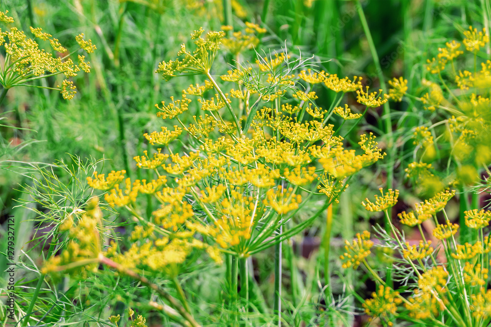 Fresh green dill with yellow umbrellas. Dill with seeds. Fresh green dill with yellow umbrellas. Dill with seeds.