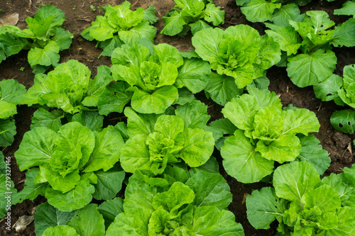 Chinese cabbage is grown in a fully grown vegetable plot,Cabbage,Chinese cabbage of plant on mountain,Thailand.