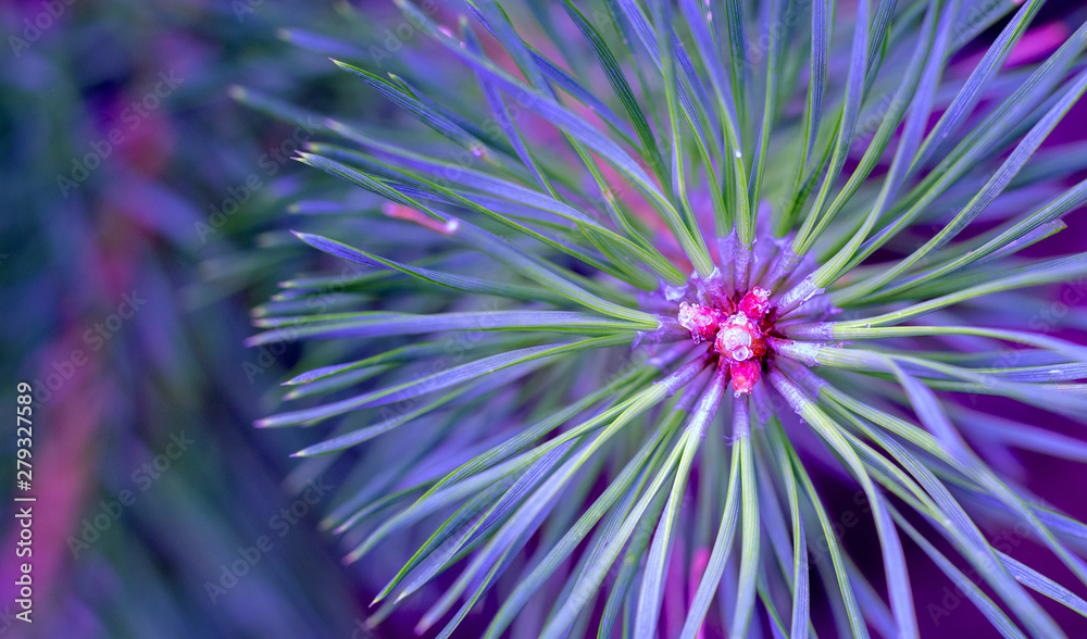 Fascinating colors, ate. Background drawn by nature. Pine needles close-up, diverging from the center.