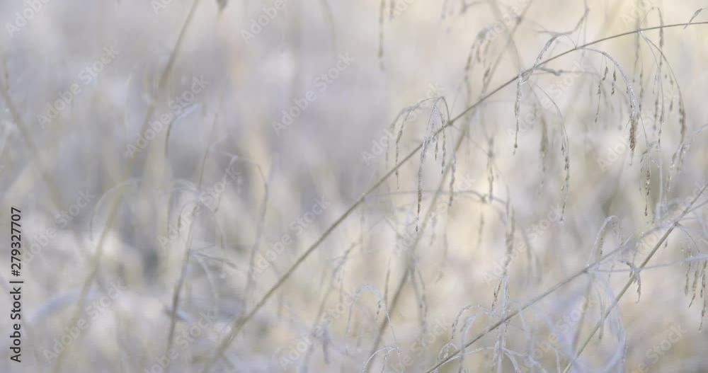 Autumn Impressions - beautiful hoarfrost-covered grass on a cold autumn morning - ProRes