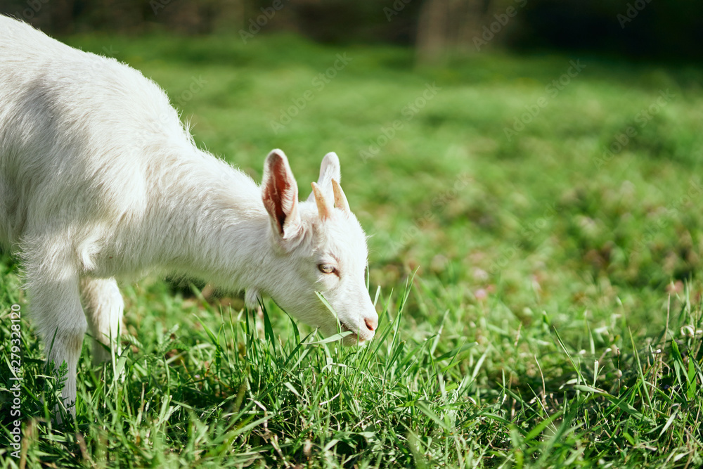 Obraz premium white goat eating grass village