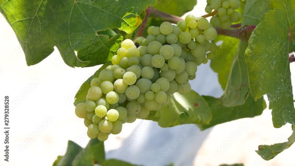 Close Up Image with a Bunch of White Grapes in a Vineyard