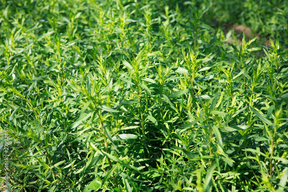 full frame close up of tarragon herb plants