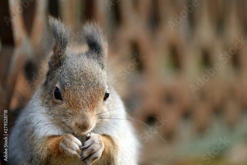 Red squirrel eating a peanut © ekim