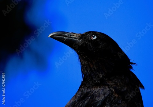 crow