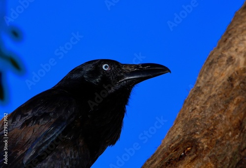 crow