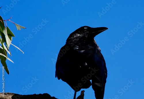 crow