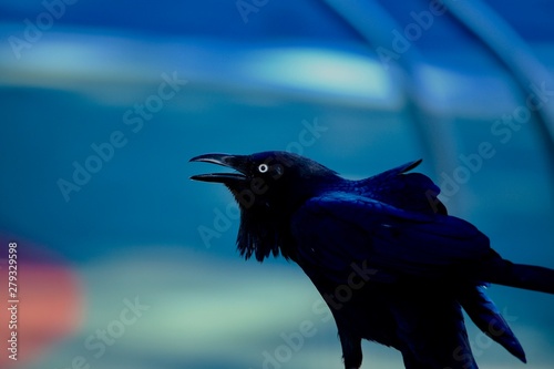 crow