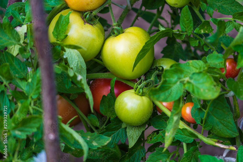 bunch of ripening tomatoes