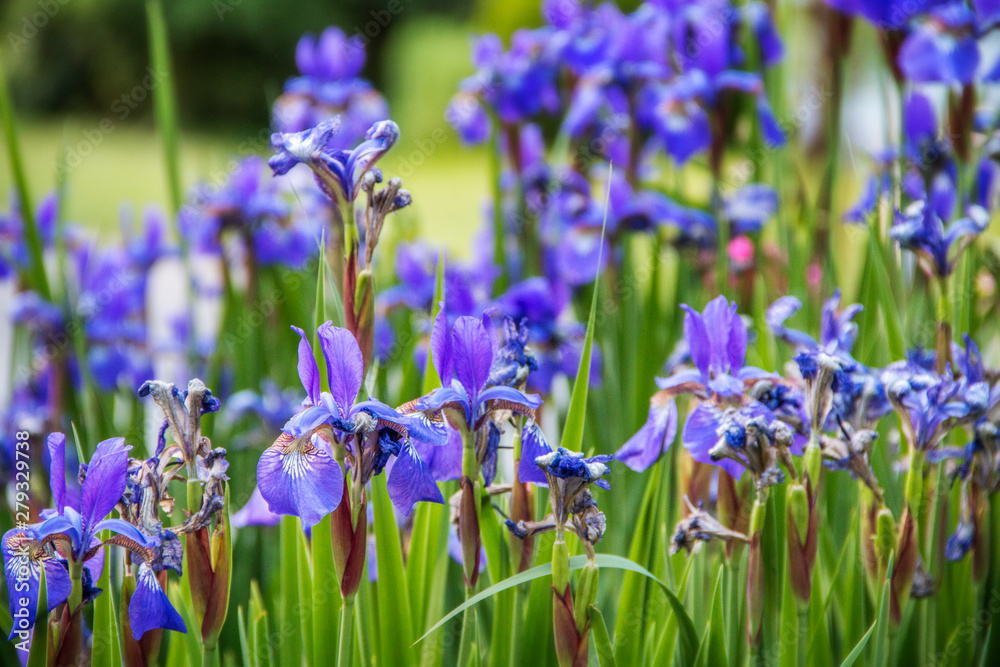 purple irises growing in a garden in the summer purple irises growing in a garden in the summer
