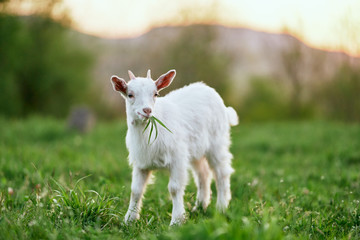 goat on a meadow
