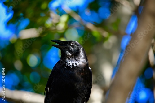 crow