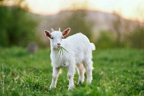 Photo goat on a meadow