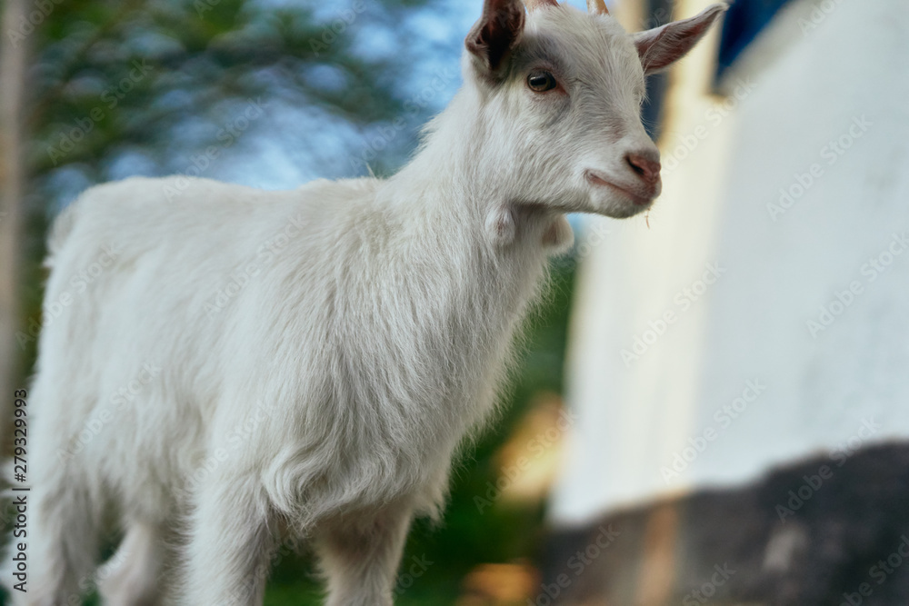 white goat in the village white goat in the village