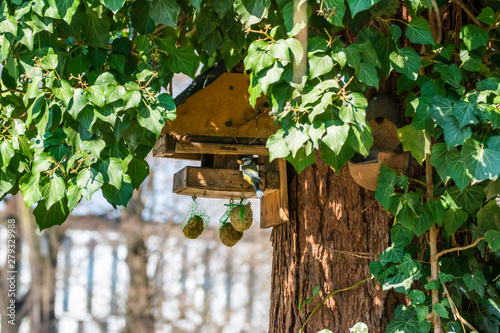 bird feeder hanging on the tree with food for titmouse © Zbigniew