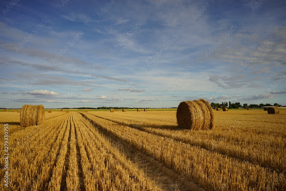 Paysage Campagne 445