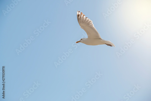 seagull flying in front of a blue cloudy sky