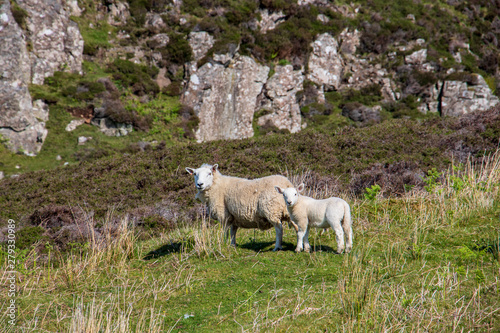 Schafe in Schottlands schöner Landschaft