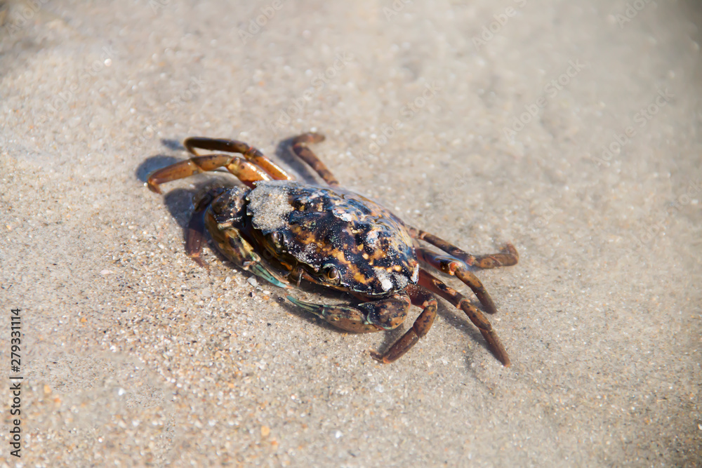 crab walking on the sand at the beach in the summer