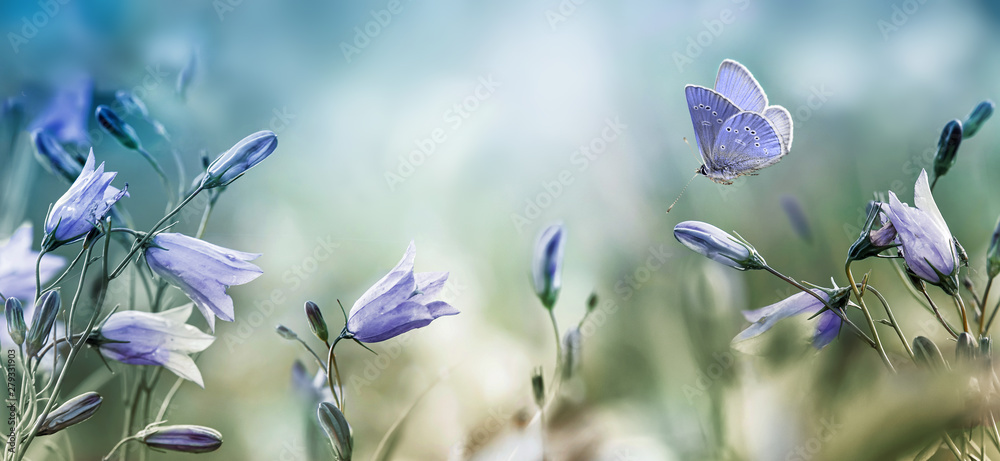 Fluttering butterfly over lilac bellflowers background - obrazy, fototapety, plakaty 