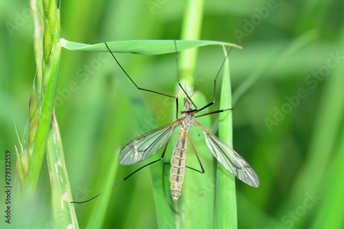 Big crane fly in green nature