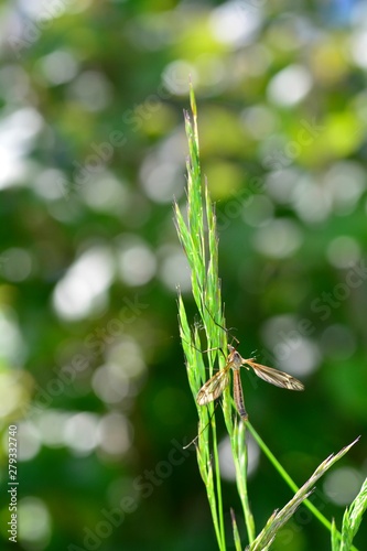 A european crane fly in green nature with bokeh