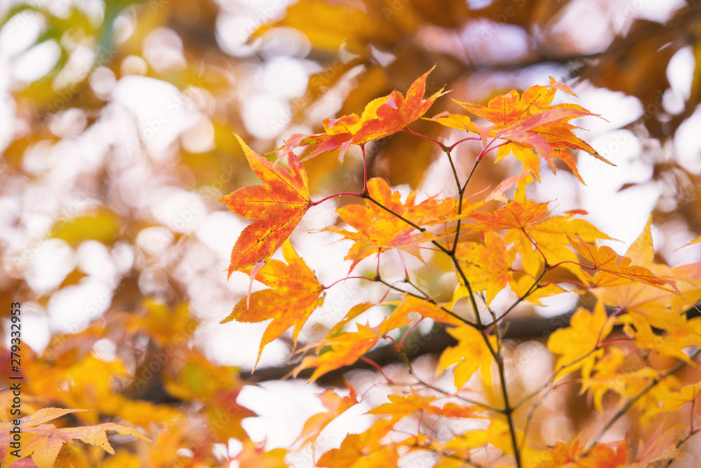 Beautiful maple leaves in autumn sunny day in foreground and blurry background in Kyushu, Japan. No people, close up, copy space, macro shot.