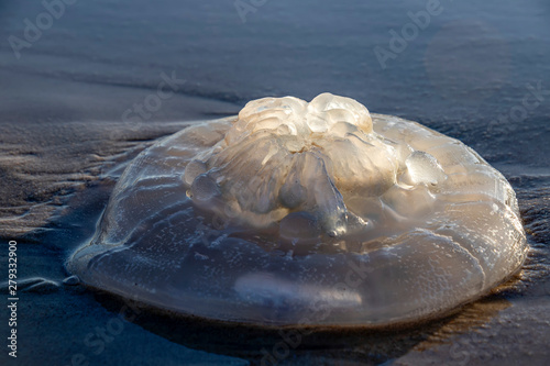 Rhopilema nomadica jellyfish on the coastal sand. Mediterranean Sea photo