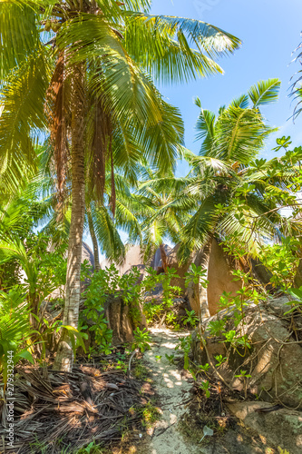 palm trees in the jungle, anse Source d’argent, Seychelles 