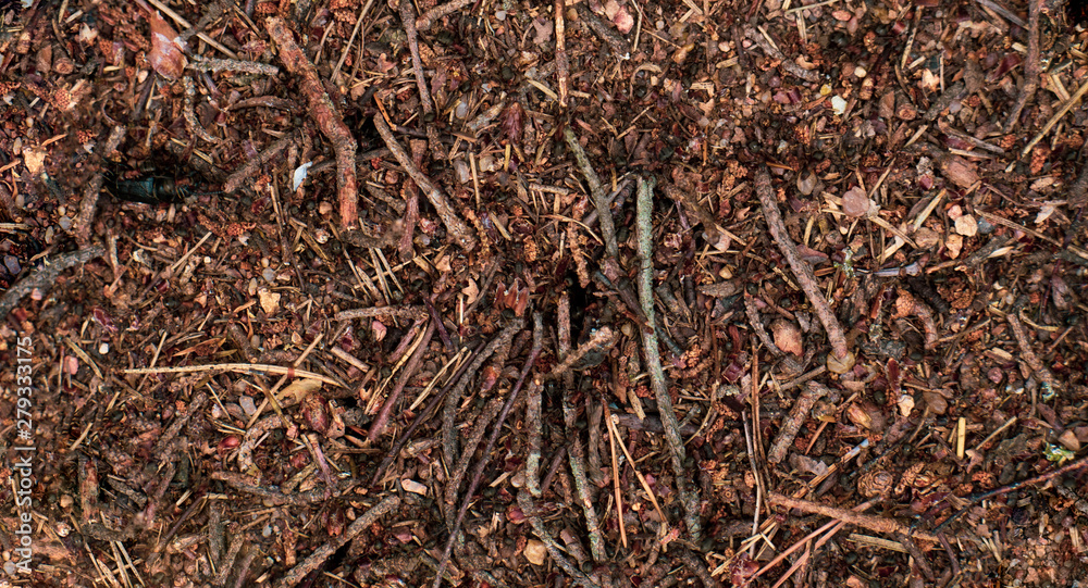 Anthill. The work of forest ants. Cohesion in the work. A colony of ants. Anthill. The work of forest ants. Cohesion in the work. A colony of ants.