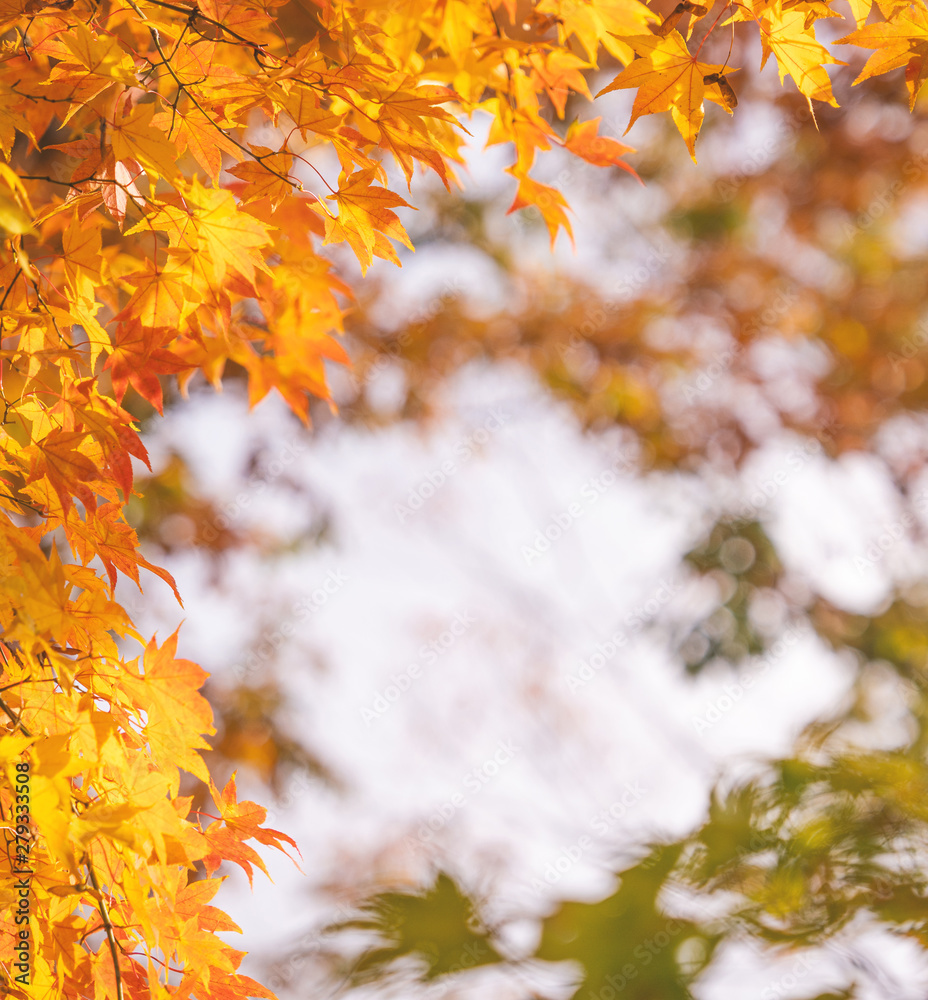 Beautiful maple leaves in autumn sunny day in foreground and blurry background in Kyushu, Japan. No people, close up, copy space, macro shot. Beautiful maple leaves in autumn sunny day in foreground and blurry background in Kyushu, Japan. No people, close up, copy space, macro shot.