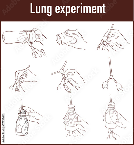 vector illustration of a Lung breathing model