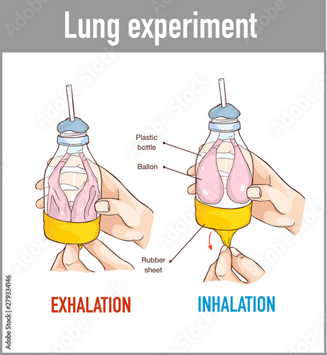  vector illustration of a Lung breathing model