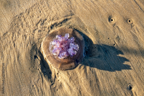 Violet Rhopilema nomadica jellyfish on the coastal sand. Mediterranean Sea photo