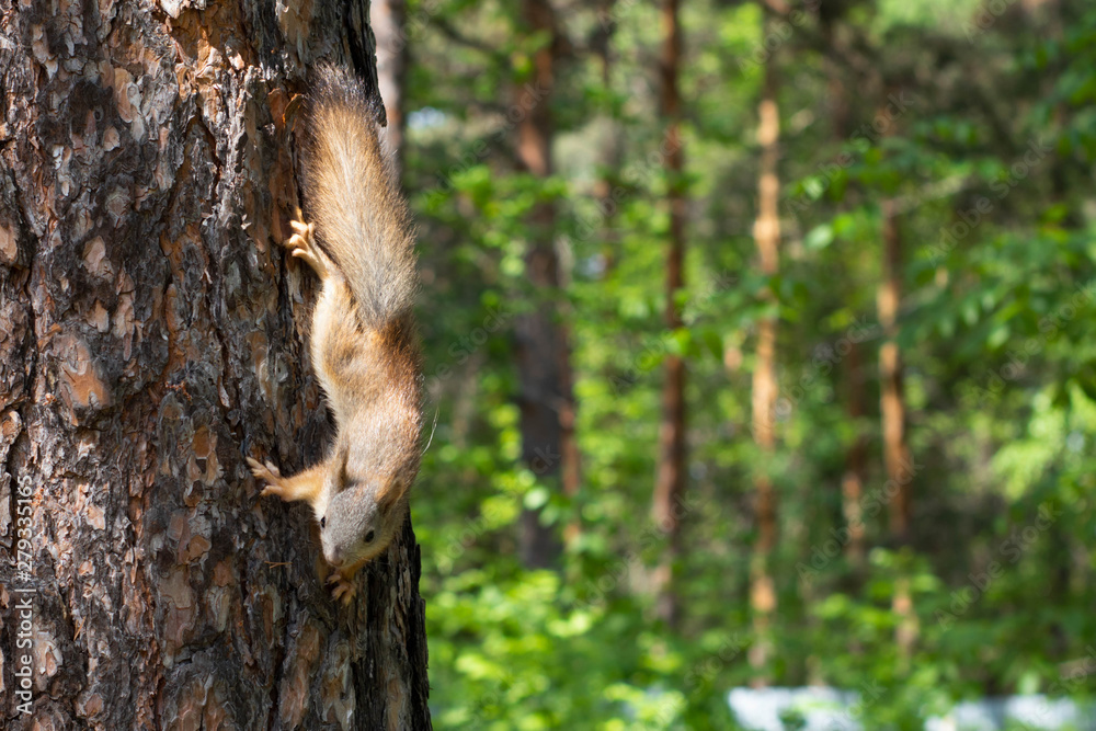 Squirrel runs through a tree in the summer forest Squirrel runs through a tree in the summer forest