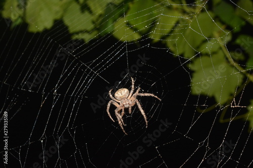 Large spider sits in web at night on background of branch with green leaves
