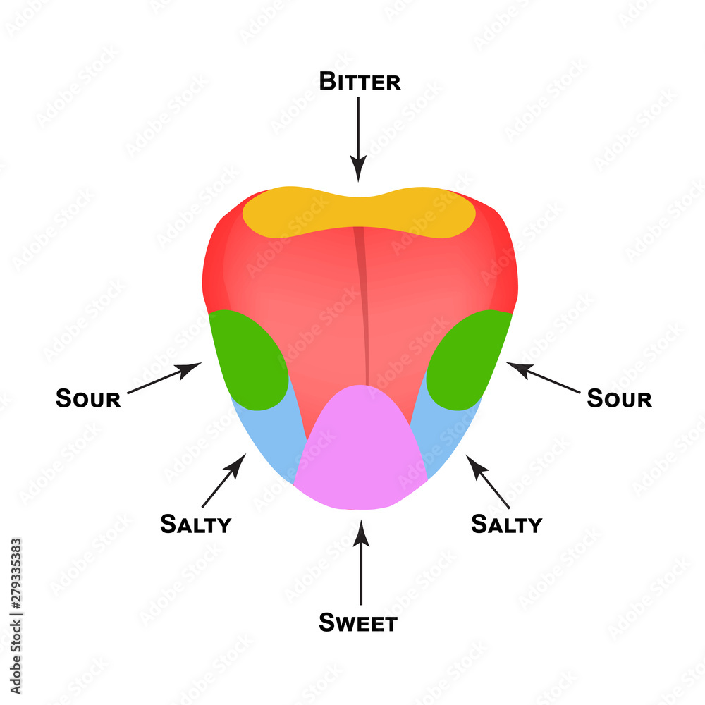 Anatomical structure of the tongue. Taste buds on the tongue. Bitter ...