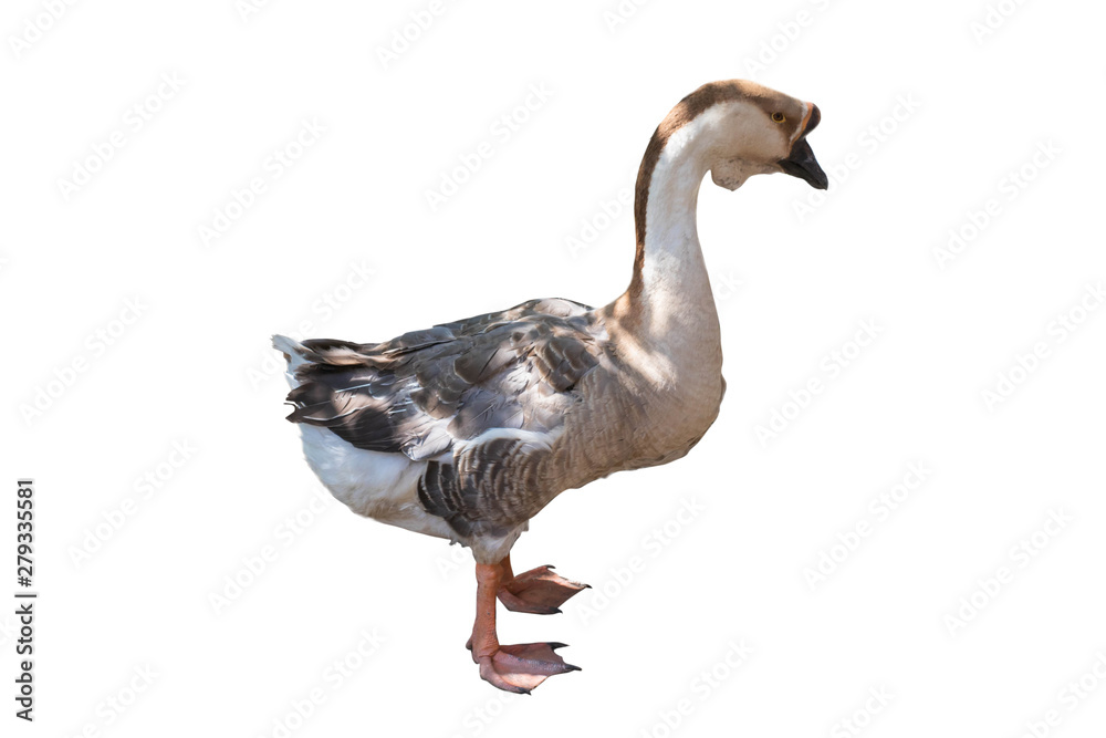 Poultry is a colorful goose. Rustic goose in full growth on a white background - isolate Poultry is a colorful goose. Rustic goose in full growth on a white background - isolate
