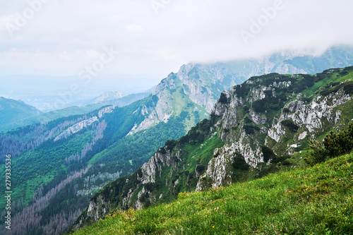 Fototapeta Naklejka Na Ścianę i Meble -  A mountain slope with a mountain pine and limestone rocks in the mountains Tatry in Poland.